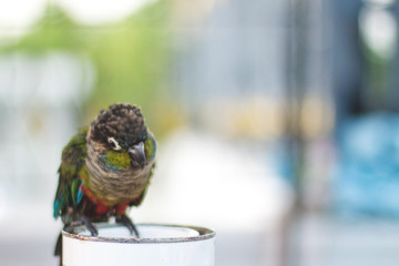Cute little parrot looking into the camera while standing on a box. Copy space wide angle