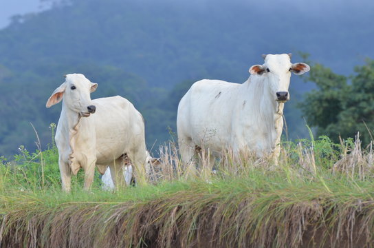 Vaches style brahmane, rives du rio Tarcoles, Costa Rica