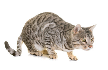 bengal cat in studio