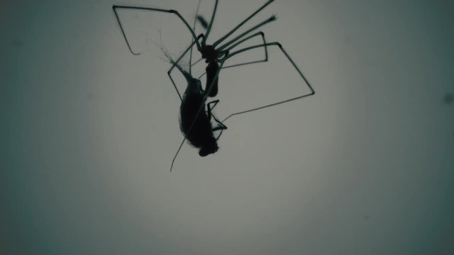 Silhouette creepy spider eating fly