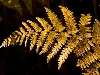 twig ferns in autum_1