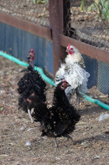 Curly hen standing in a poultry yard
