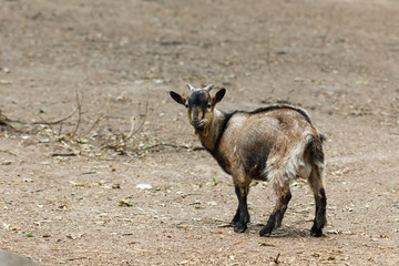 Little goat running around the goat farm.