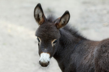 Naklejka na ściany i meble Donkey is a cute young donkey closeup looking into the camera.