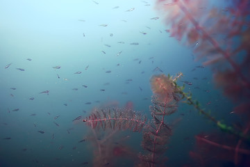 small fish underwater background