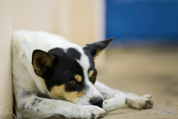 Obraz premium Dog lying in the street during the day