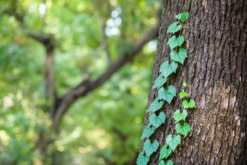 木に絡み付くツタ