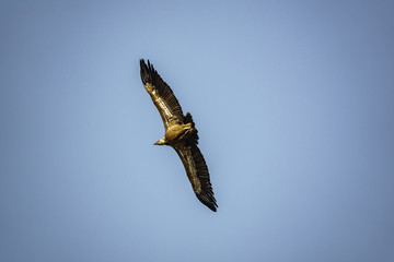 Vulture flying in the sky