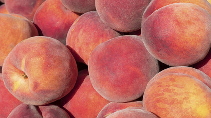 A large amount of ripe, yellow-fleshed juicy peaches at the Farmer's market under the midday sunlight