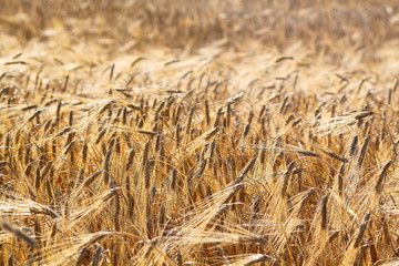 Yellow wheat field background, warn sunset light, bread production, farmland, harvesting concept. Ears of golden wheat close up. Background of ripening ears of meadow wheat field