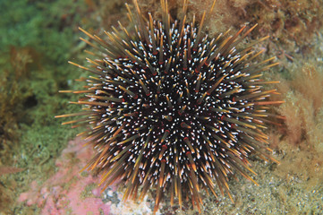 Common sea urchin Evechinus chloroticus (kina).