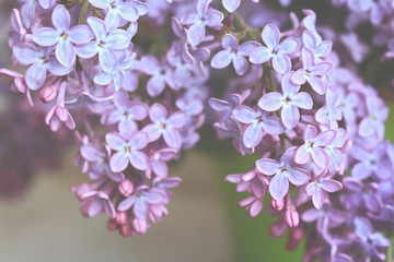 Blossom lilac branch vintage style