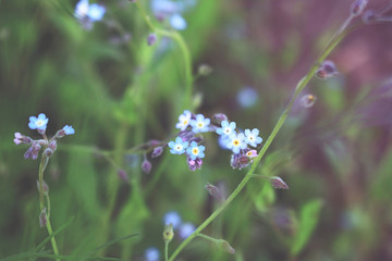 Forget me not flowers on blurred background