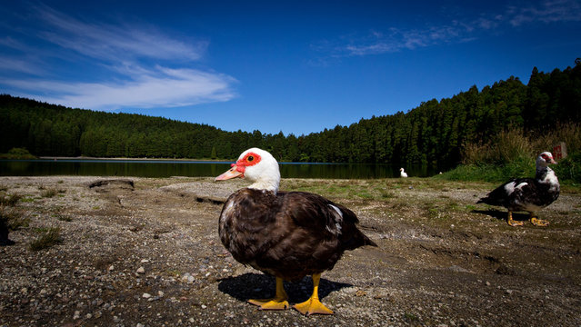 Lonely duck near a lake