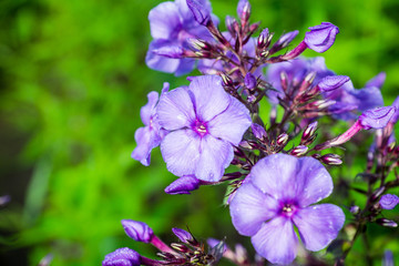 Fototapeta premium Blooming phlox in the garden. Shallow depth of fied.