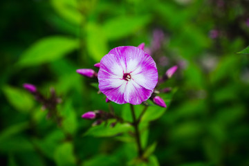 Blooming phlox in the garden. Shallow depth of fied.