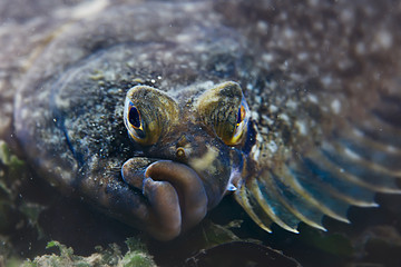 marine animals underwater photo