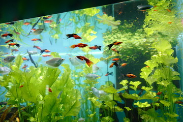 Aquarium with small fish