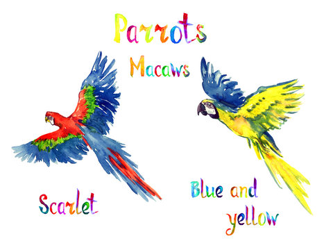 Blue and yellow and Scarlet macaw flying set, isolated hand painted watercolor illustration with handwritten inscription