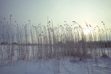 background texture of dry grass covered with hoarfrost