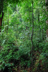 Jungle