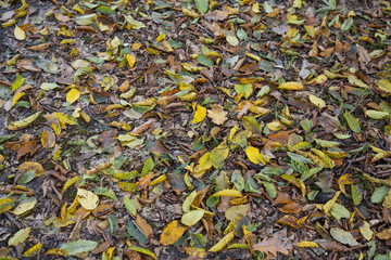 Autumn leaves on the ground