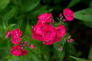 Blooming phlox in the garden. Shallow depth of fied.
