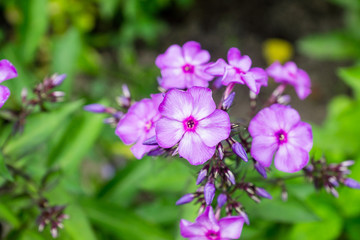 Fototapeta premium Blooming phlox 