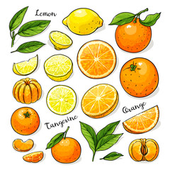 Citrus fruits set whole and slices: lemon, orange, tangerine.