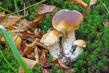 Steinpilz im Wald