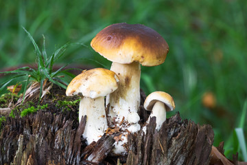 Steinpilz im Wald
