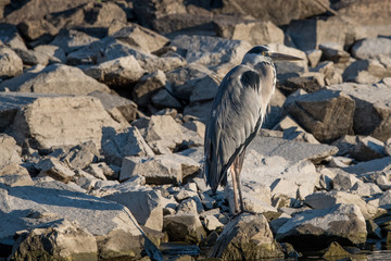 Portrait of grey heron (Ardea cinerea) standing on rocks.