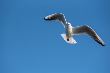 Black-headed gull (Chroicocephalus ridibundus)  in flight