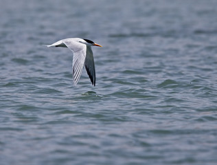 Royal Tern, adult, flying low over the water, Oualidia, Morocco.