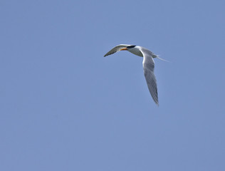 Royal Tern, adult, in flight against a blue sky, Oualidia, Morocco.