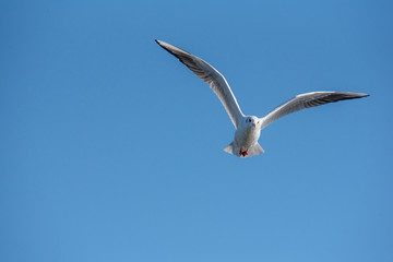 Black-headed gull (Chroicocephalus ridibundus)  in flight