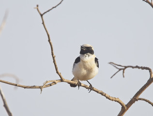 Black-eared Wheatear (Oenanthe hispanica), adult male singing from a perch, Oualidia, Morocco.