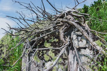 Natural landscape- alpine meadows Taganay
