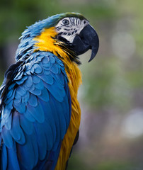 Blue and yellow macaw parrot