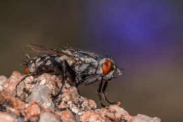 Gray fly
