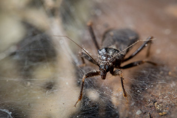 Bug near spider web