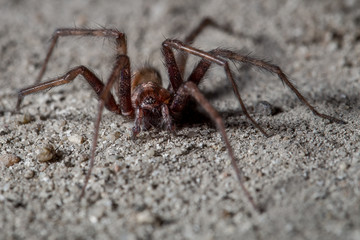 Spider on concrete floor