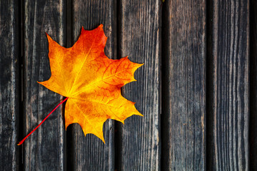 a lonely autumn leaf lies on a dark background.