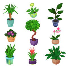 Houseplant set, plants and flowers vector illustrations