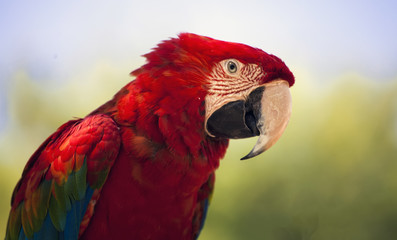 Red macaw parrot
