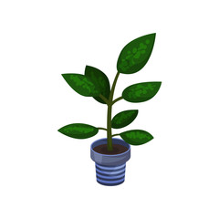 Fototapeta na wymiar Dieffenbachia houseplant, potted plant vector illustration