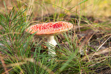 Amanita mushroom in the grass. Macro. Close-up. Poisonous mushroom.