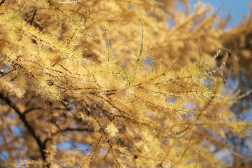 Yellow larch branch at autumn. Close up of larch tree branch with yellow needles