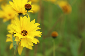 Topinambur, Helianthus, gelbe Blüten