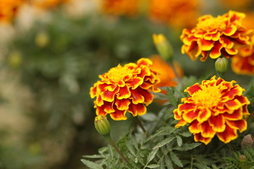 Orange flowers